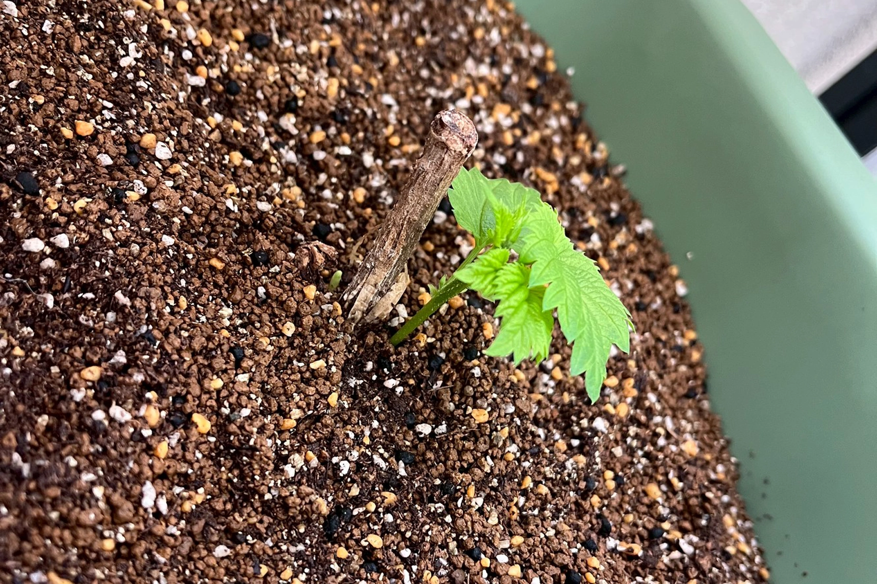 ベランダにホップ、植えてみたー植え始めー