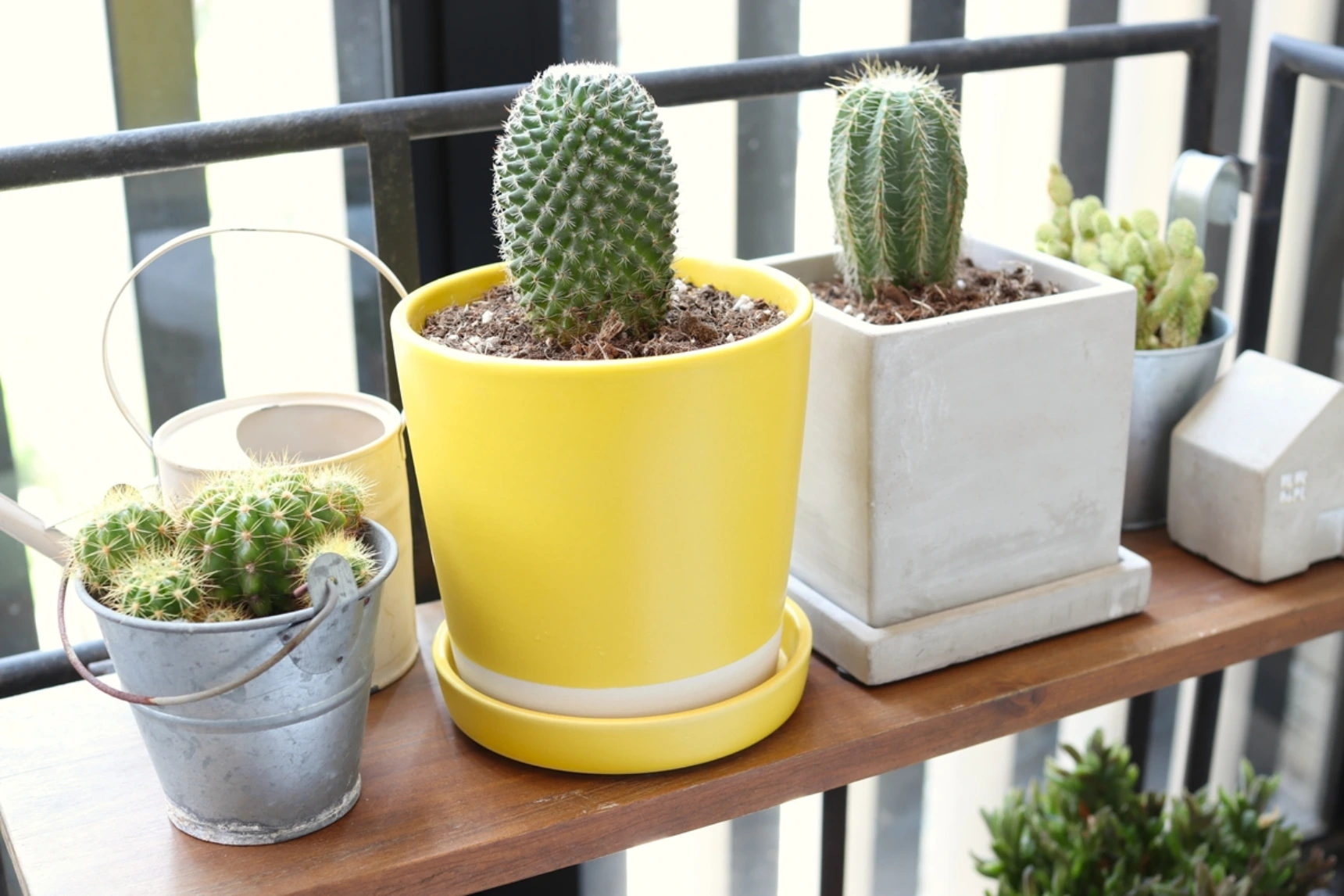 サボテンなら暑さに負けにくい!初心者のための育て方のコツ