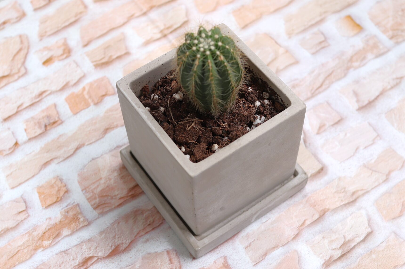 セメントの植木鉢