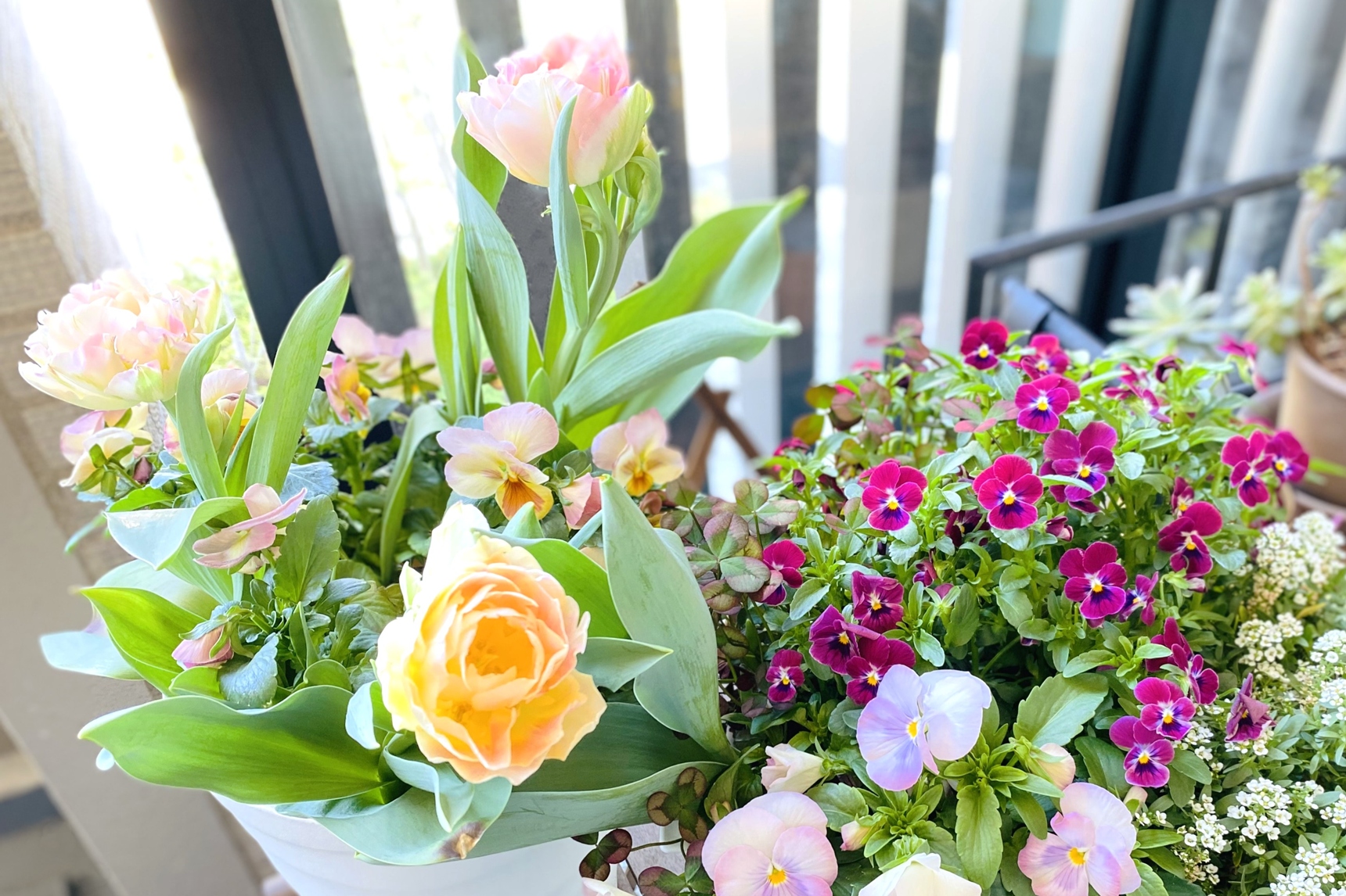 チューリップとパンジー