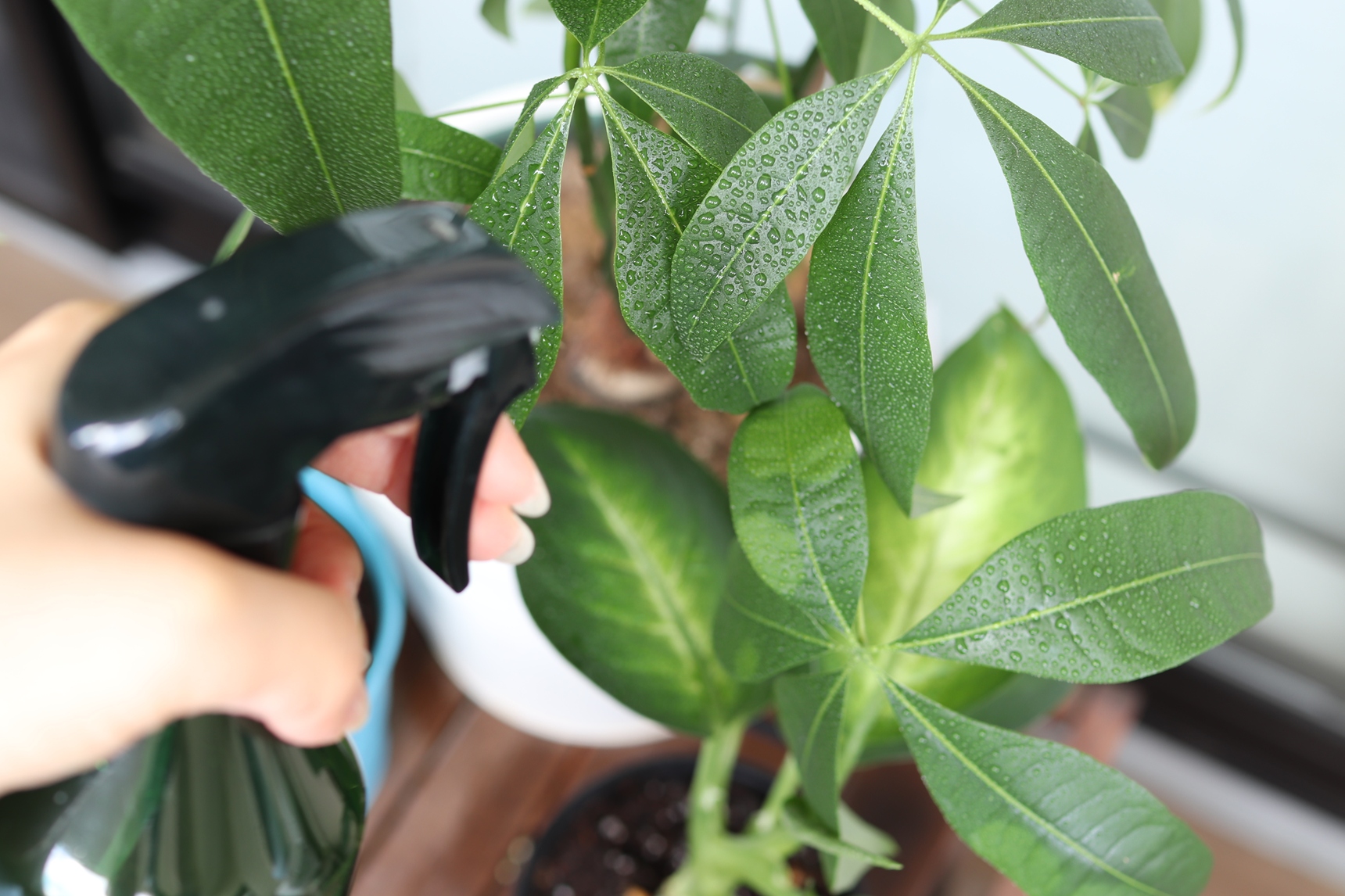 観葉植物に葉水を与える