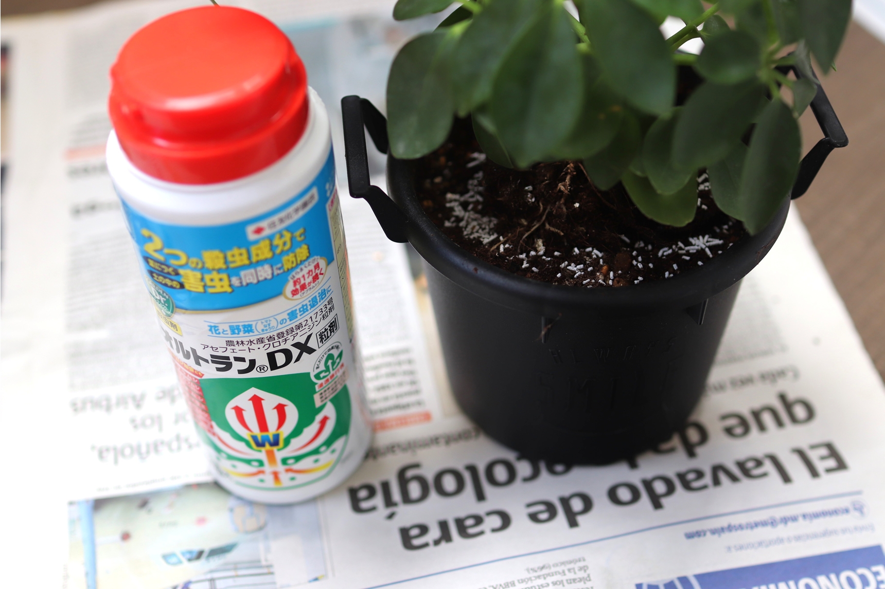 観葉植物の虫よけ対策