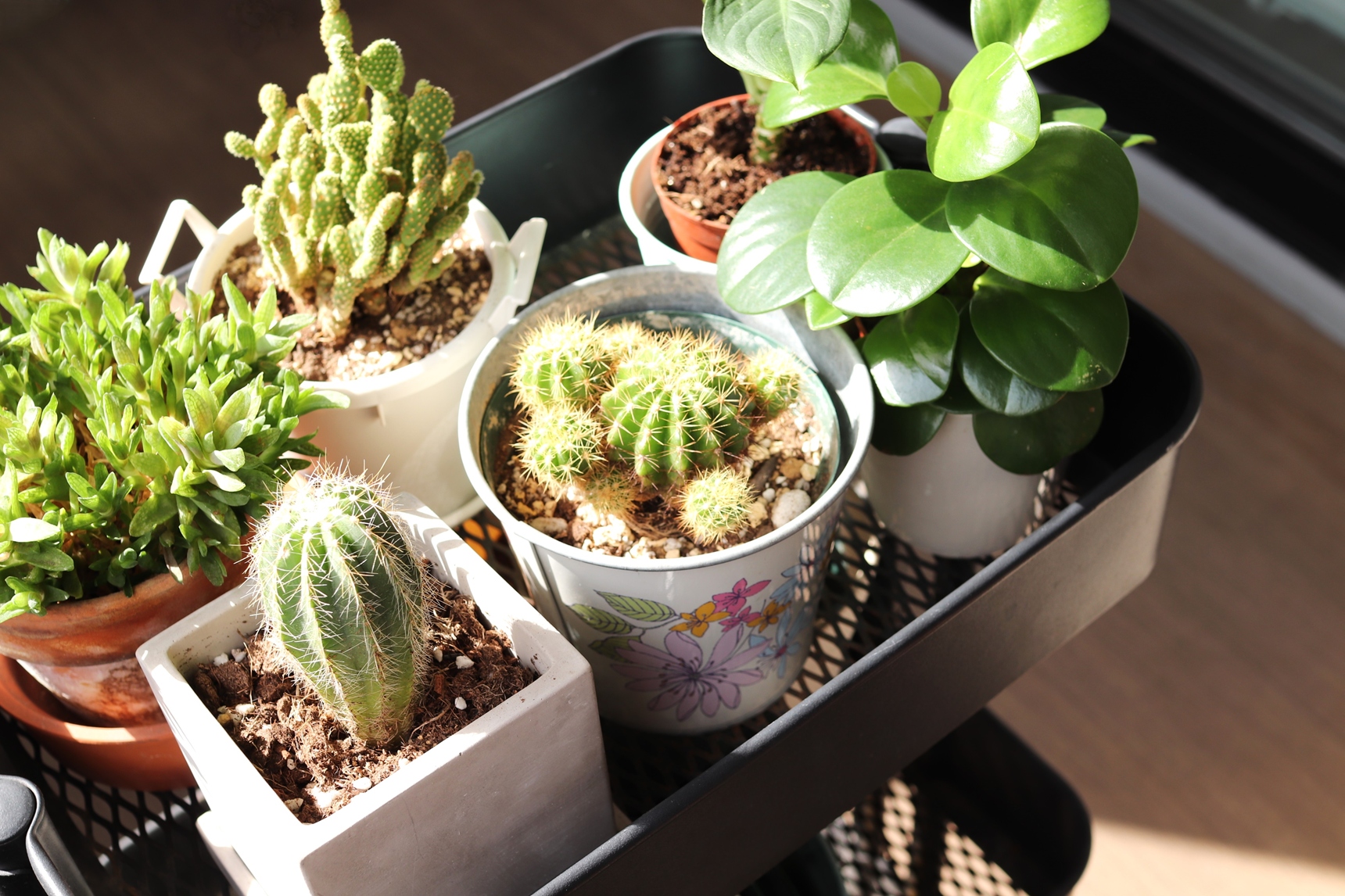 日光に当たった植物