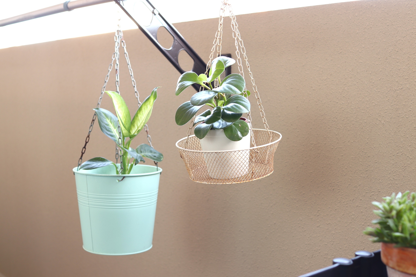 物干し竿に植物を吊るす