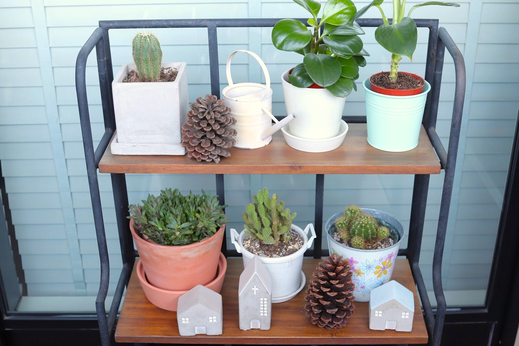 ベランダの棚に植物を並べる