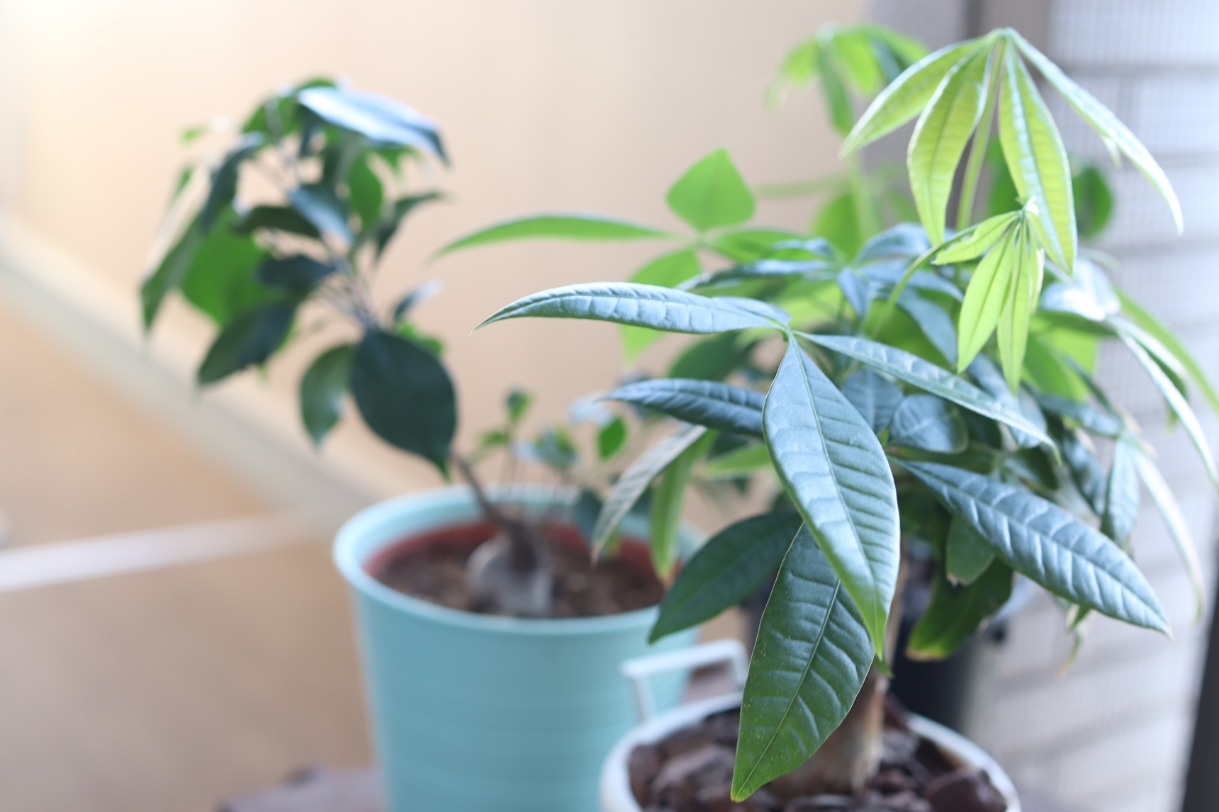 冬のベランダの植物