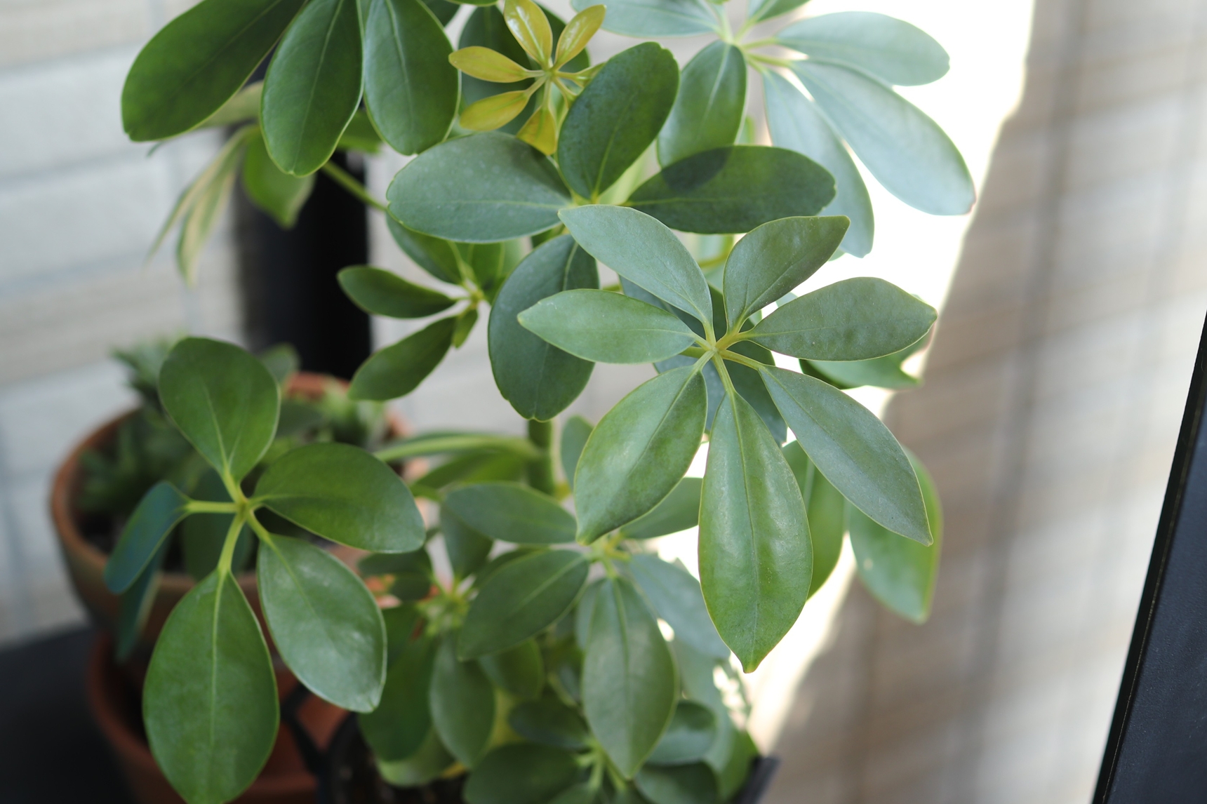 植木鉢を明るい日陰に移す