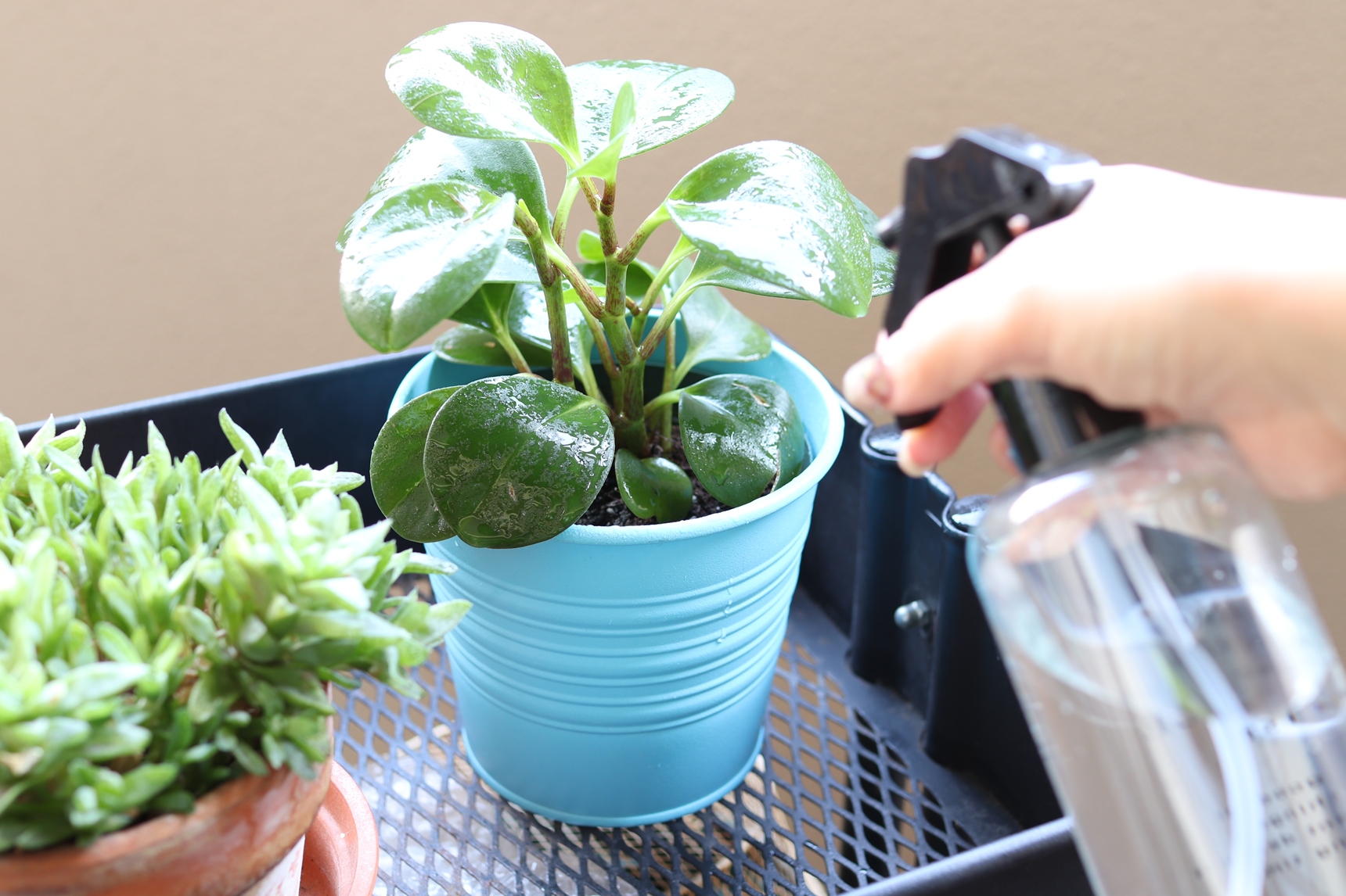 霧吹きで葉水を与える
