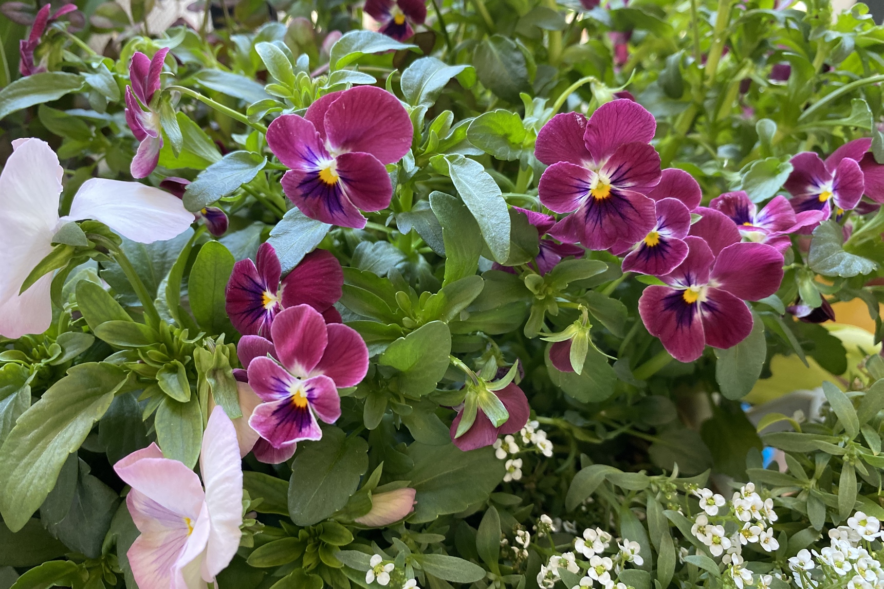 秋まき一年草のビオラ