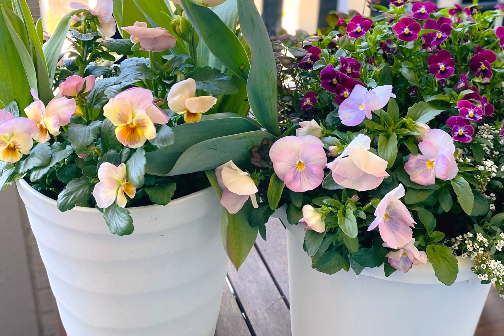 パンジーとビオラ