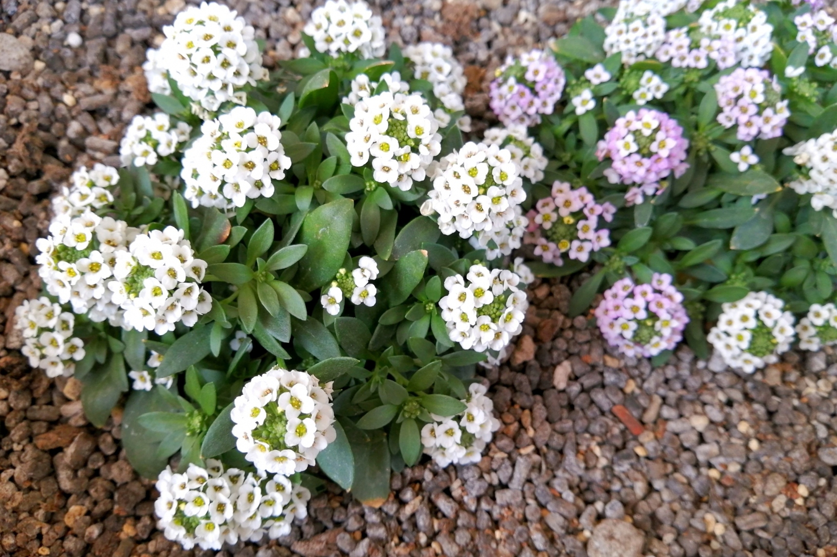 スイートアリッサム