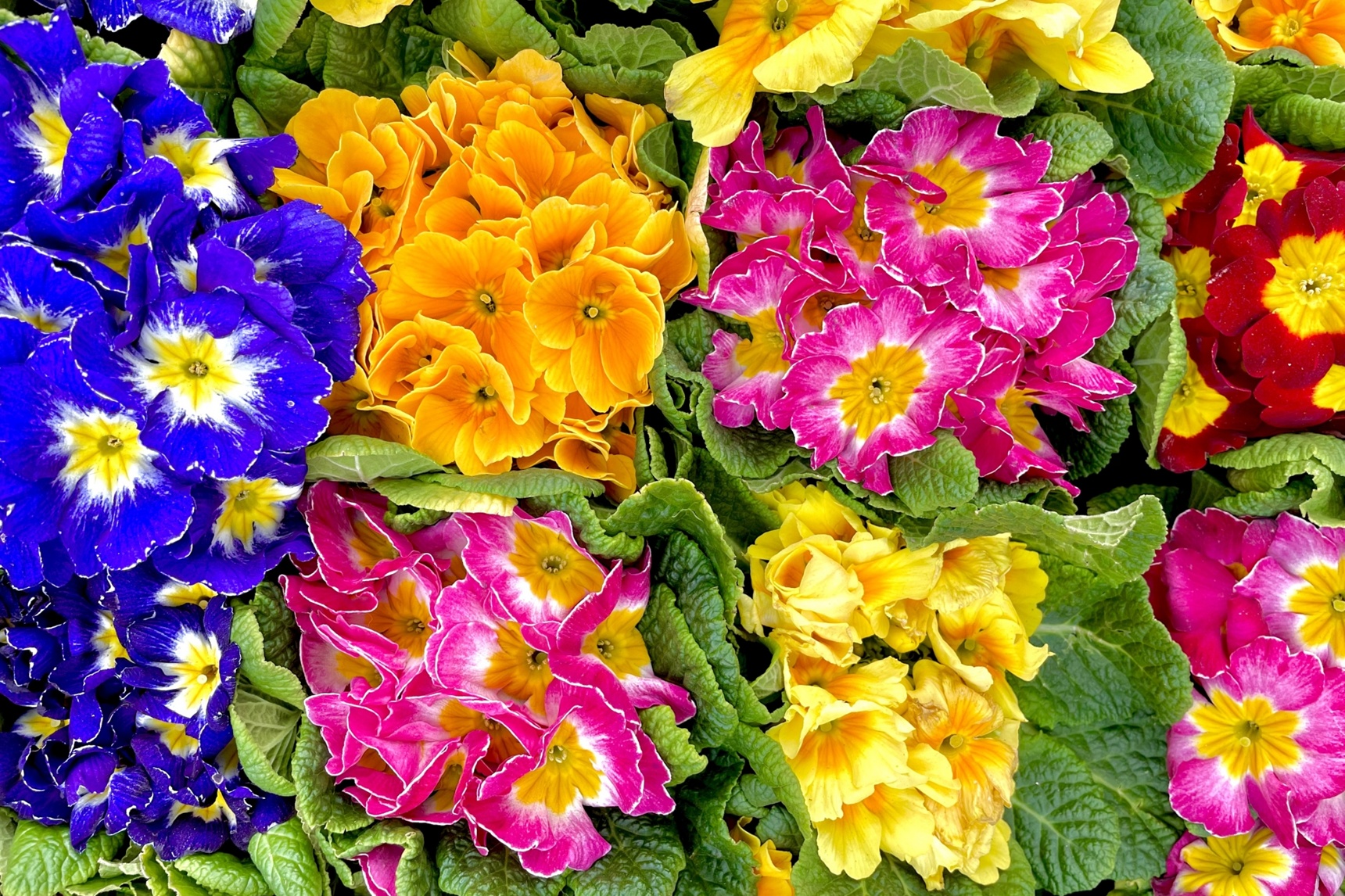 プリムラ・ジュリアン