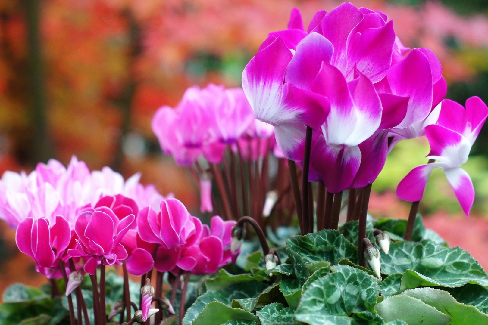 ガーデンシクラメン