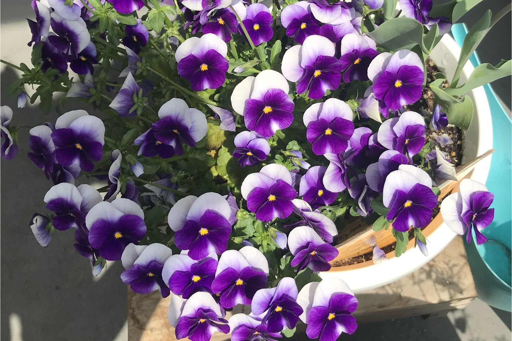 日当たりのいい場所に置いたビオラ