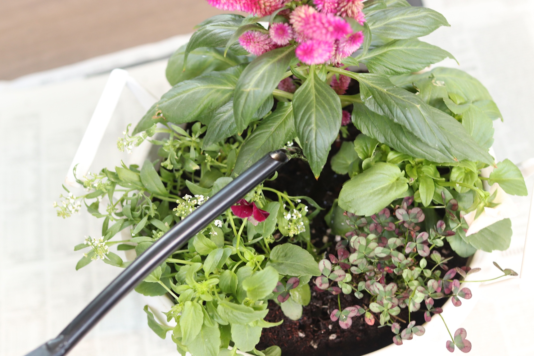 ジョウロで水やりする