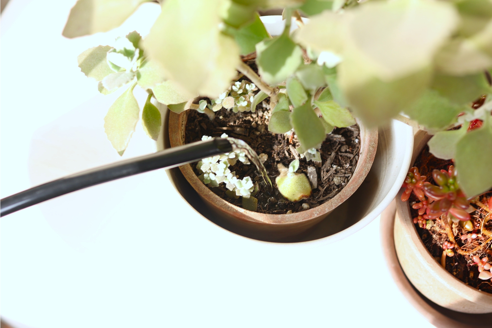 多肉植物に水やりする