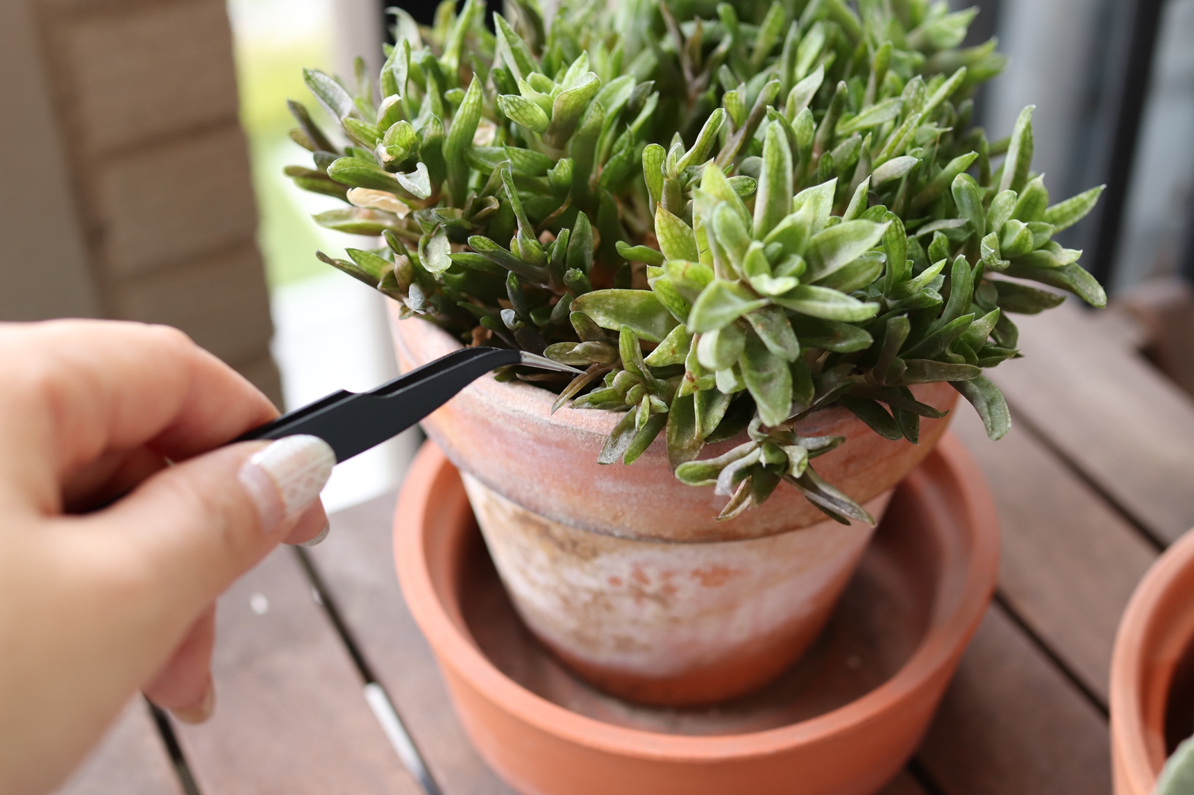 状態の悪い葉をピンセットで取り除く