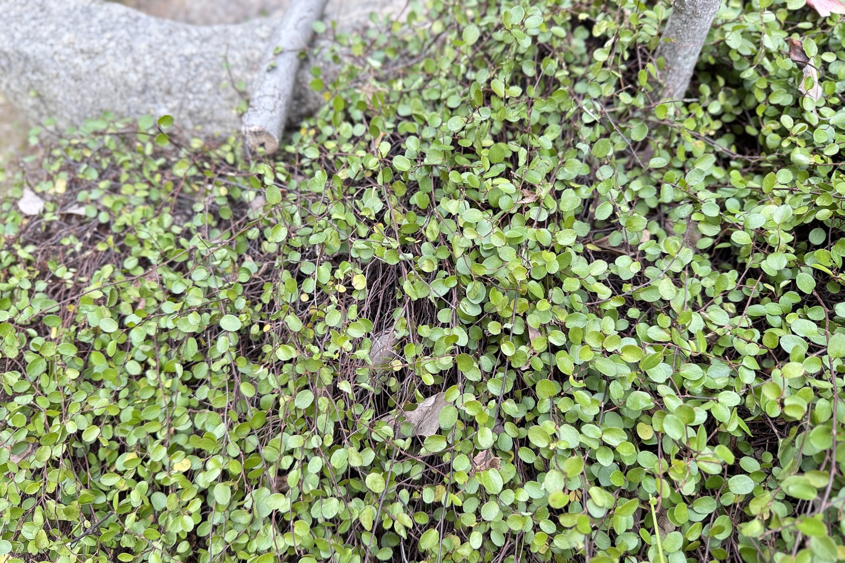 ワイヤープランツ