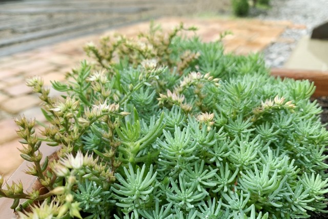 グランドカバーで雑草対策