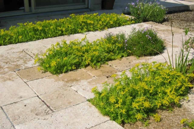 グランドカバーでおしゃれな庭に