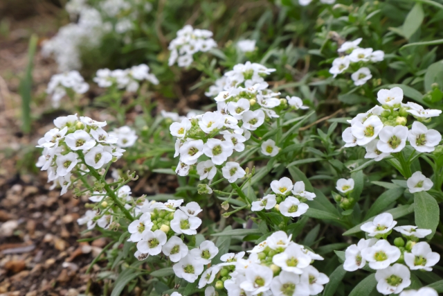 グランドカバーで泥はね防止
