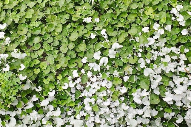 グランドカバーで暑さ対策