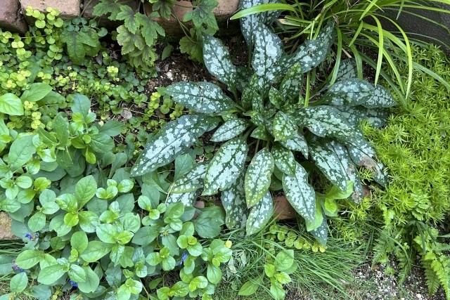 日陰にあったグランドカバーを選ぶ