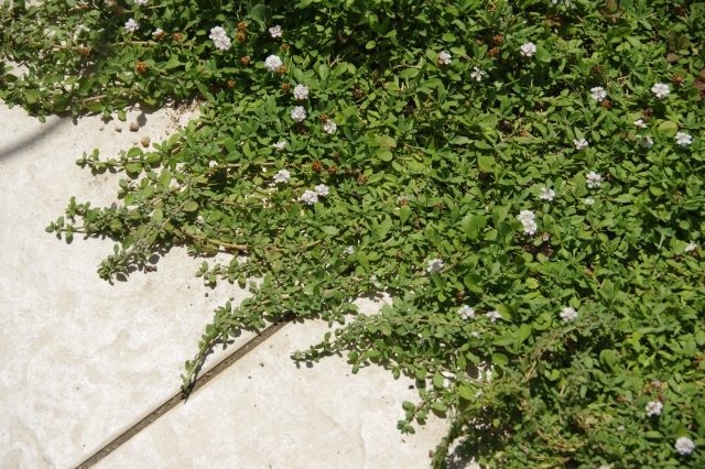 アプローチに広がるグランドカバー