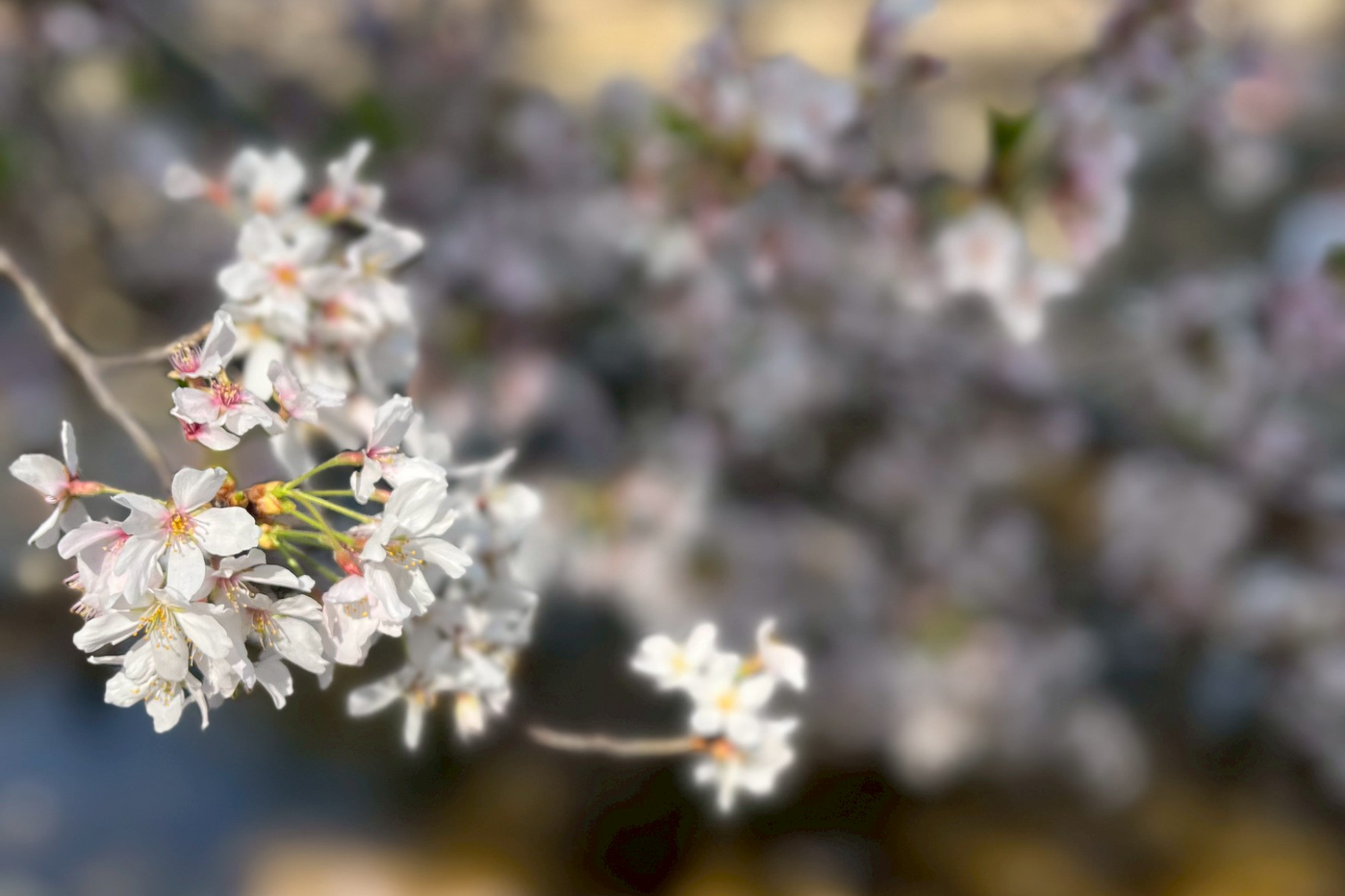 センスがいいと褒められる！「大人のお花見」持ち物リスト