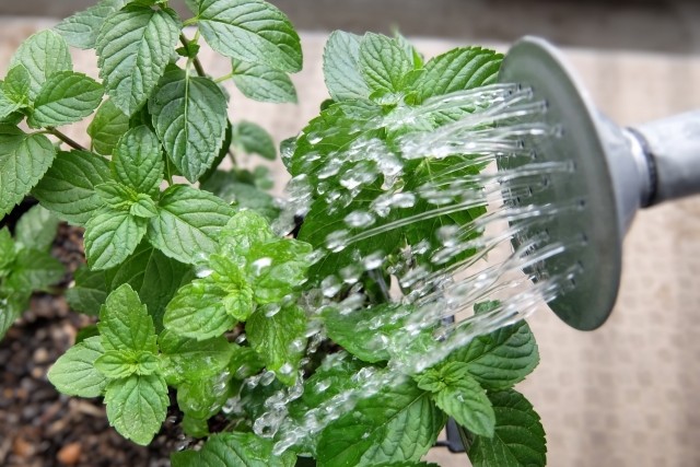 ハーブに水やりする