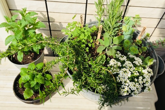 ハーブの寄せ植え