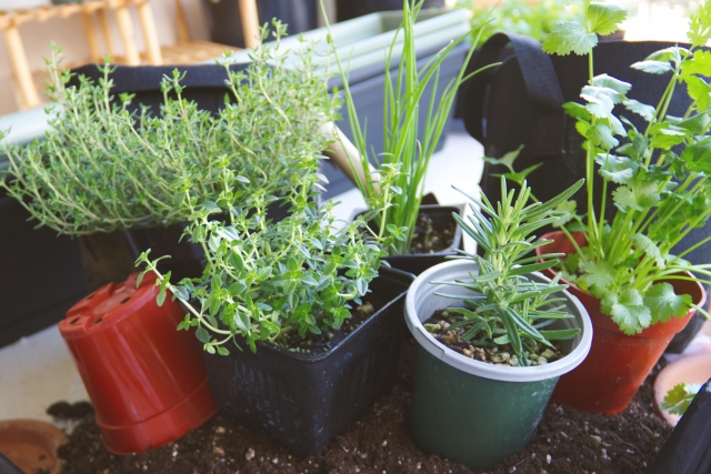 【初心者向けハーブの育て方】寄せ植えのコツやおしゃれな見せ方も紹介