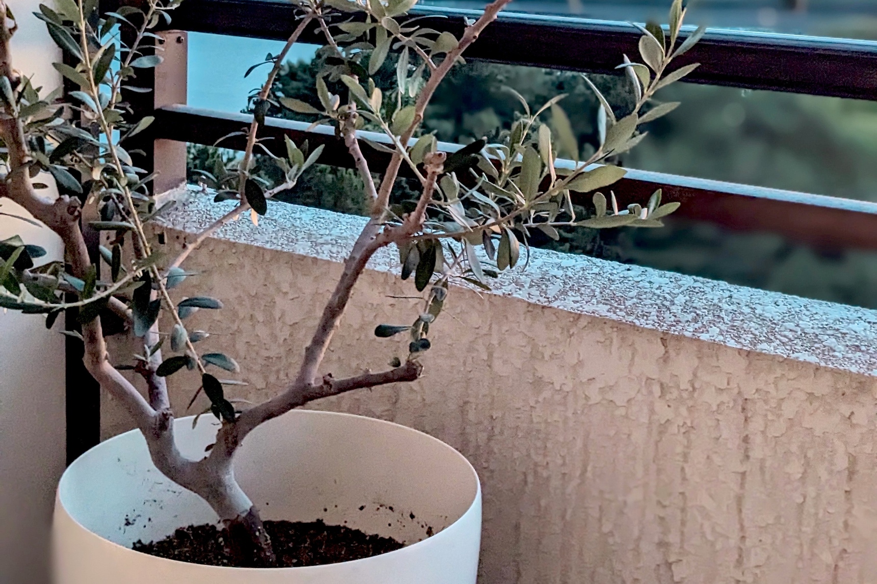 鉢植えの庭木をマンションのベランダで育てる