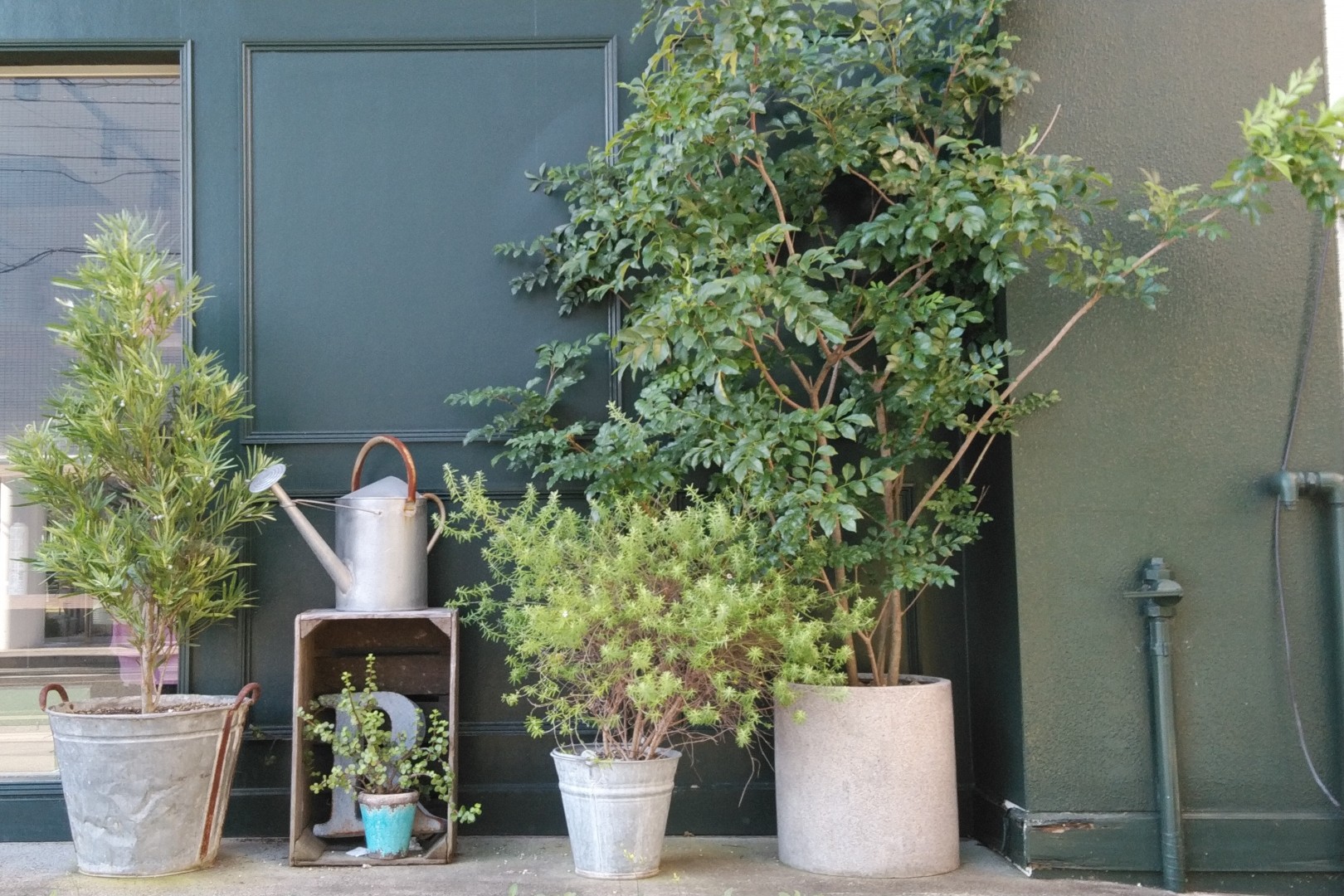 庭木を鉢植えで管理する