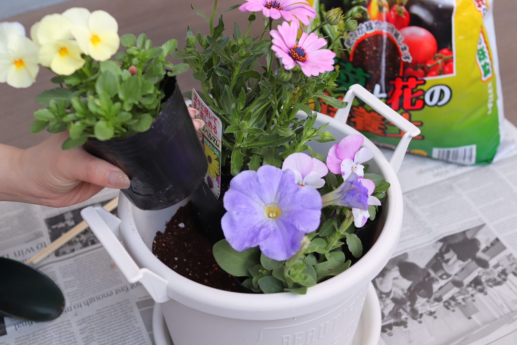 苗を仮置きする