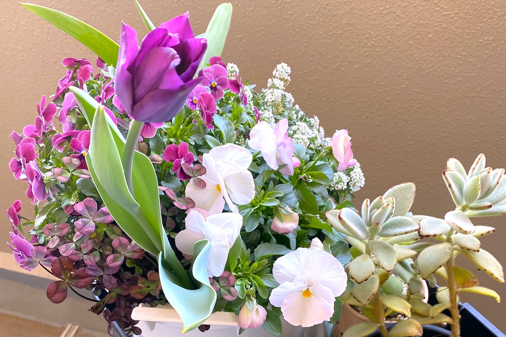 寄せ植えのテーマカラーを決める