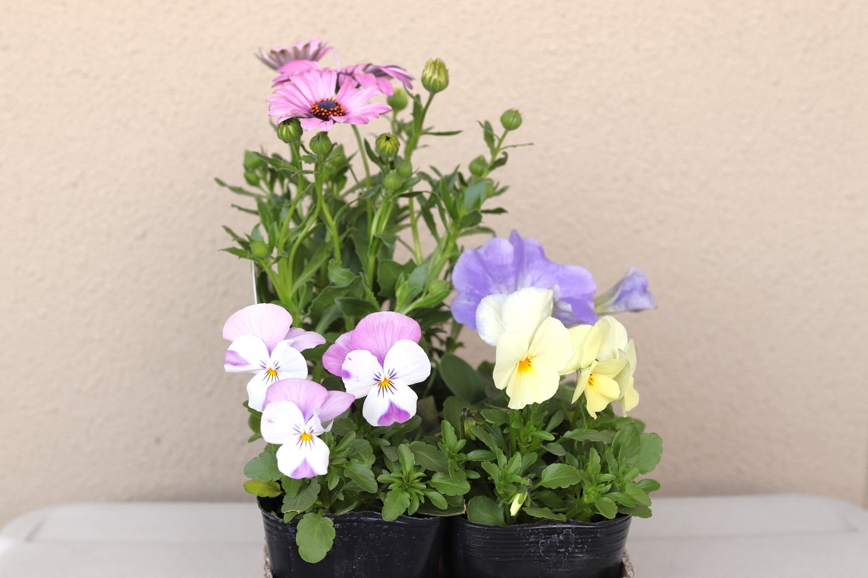 花の高低差を意識して配置する