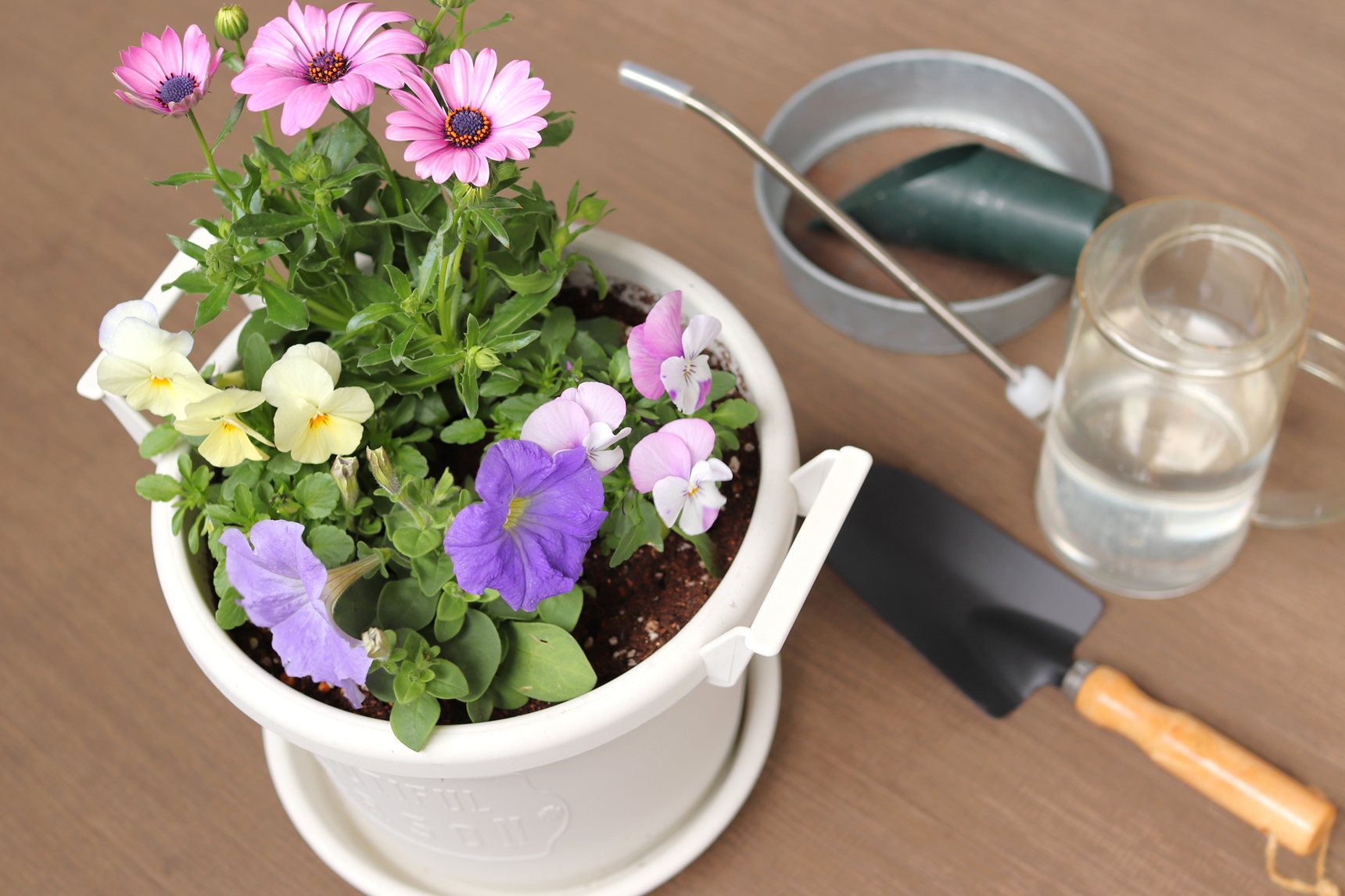 春の寄せ植え