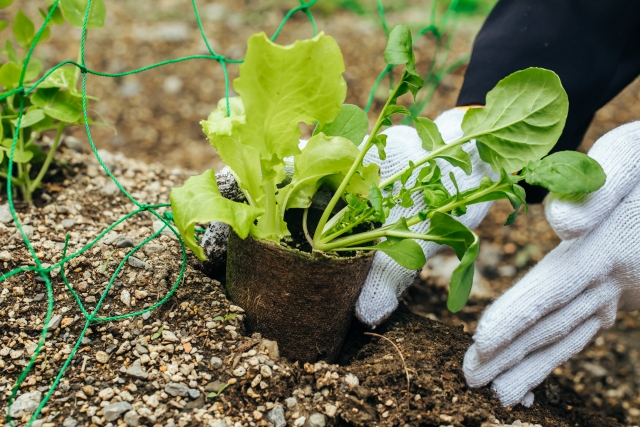 野菜の苗を植える