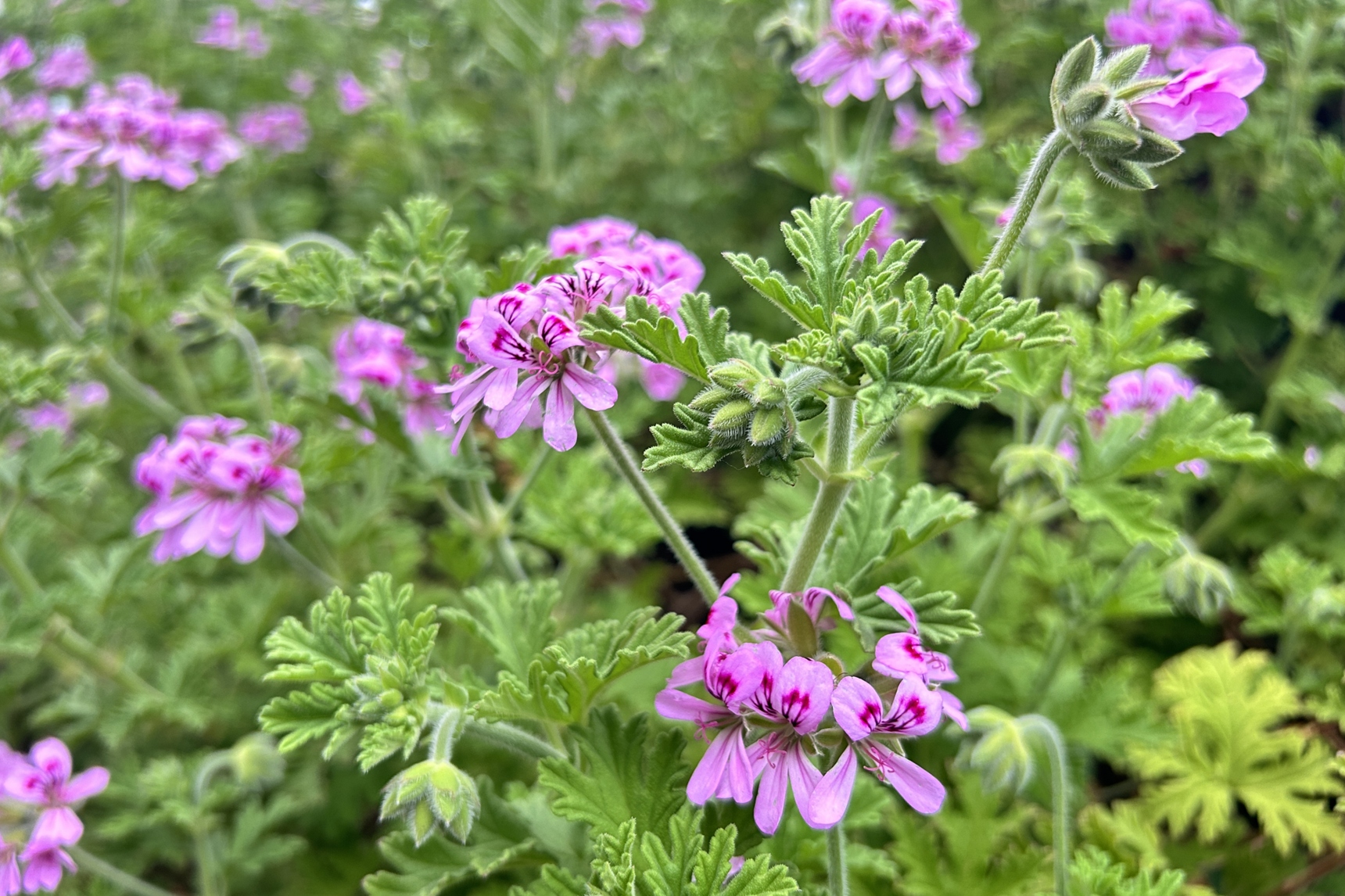 蚊連草