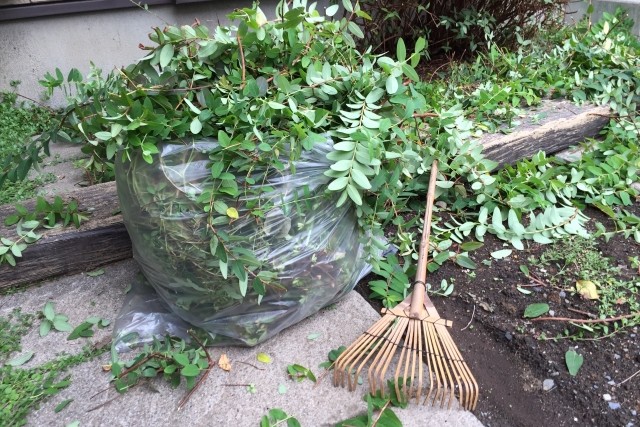 植栽の手入れ
