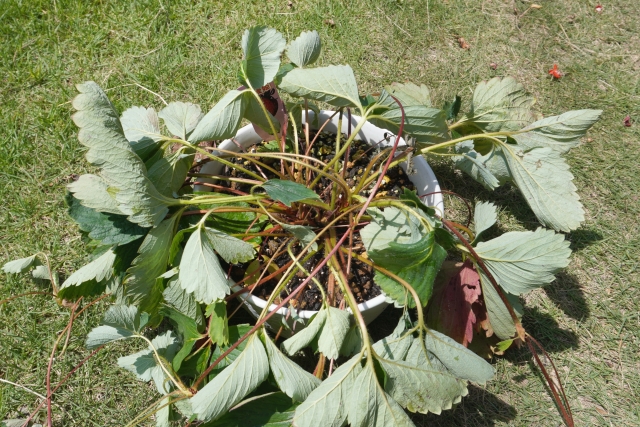 水切れを起こした植物