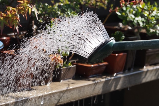 夏の水やり