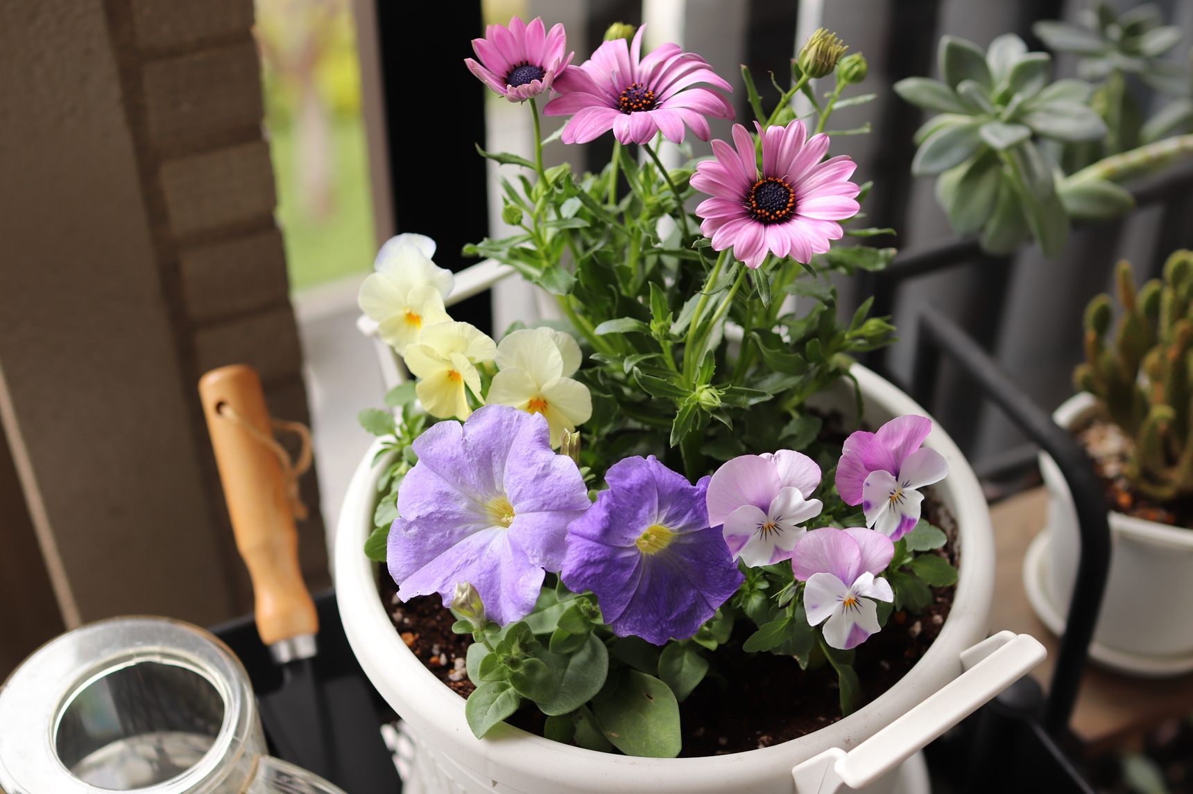 1つの鉢に寄せ植え