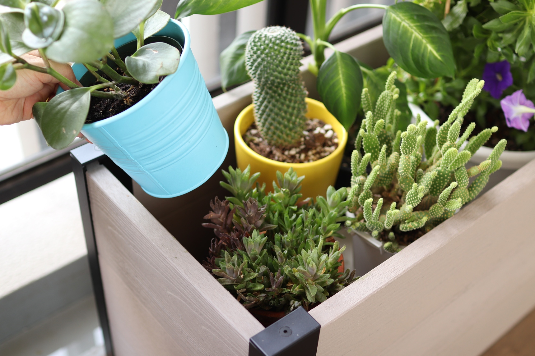 レイズドベッドの植木鉢を入れ替え